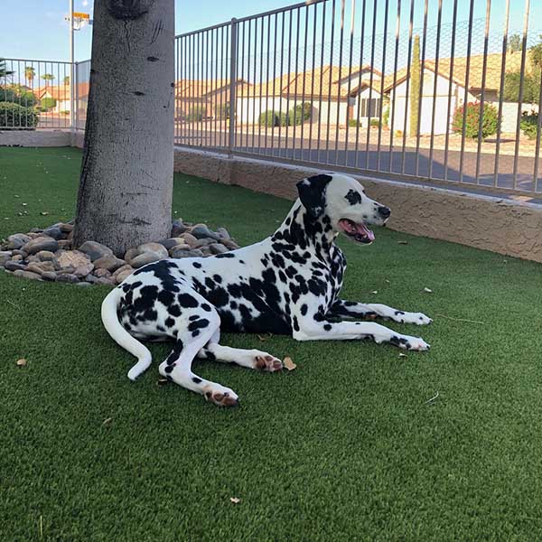 Dalmatian sitting on the pet friendly artificial grass