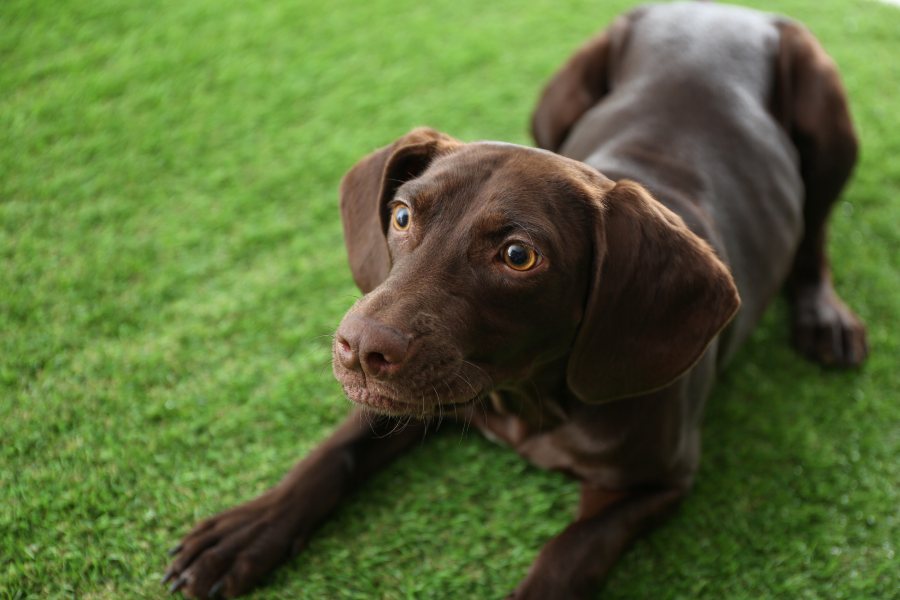 dog on artificial grass