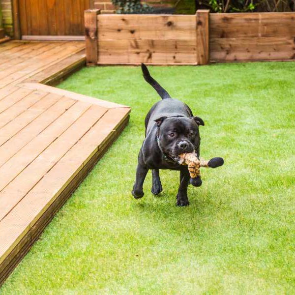 A black dog joyfully runs on the grass, holding a toy in its mouth in Las Vegas, NV