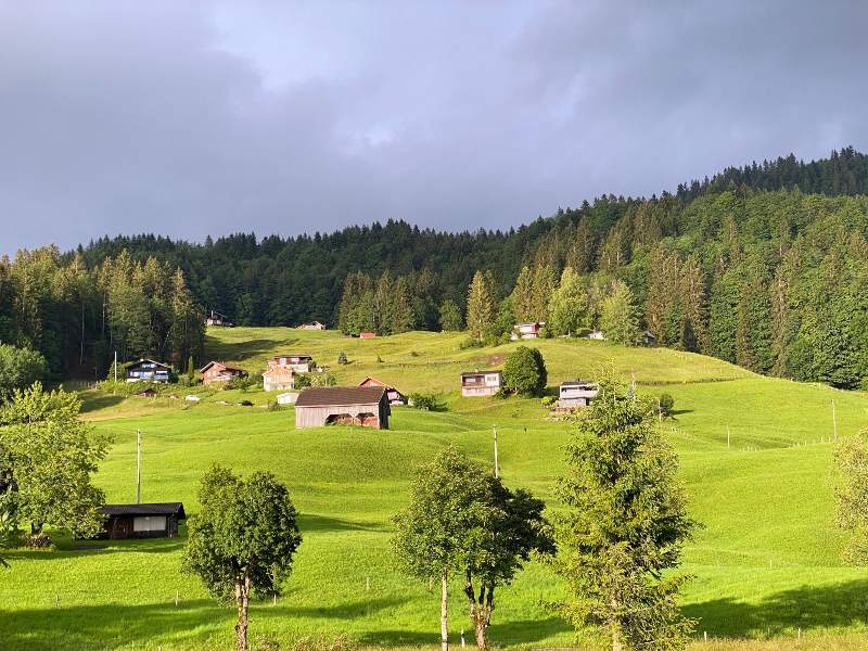 Houses surrounded by greenery