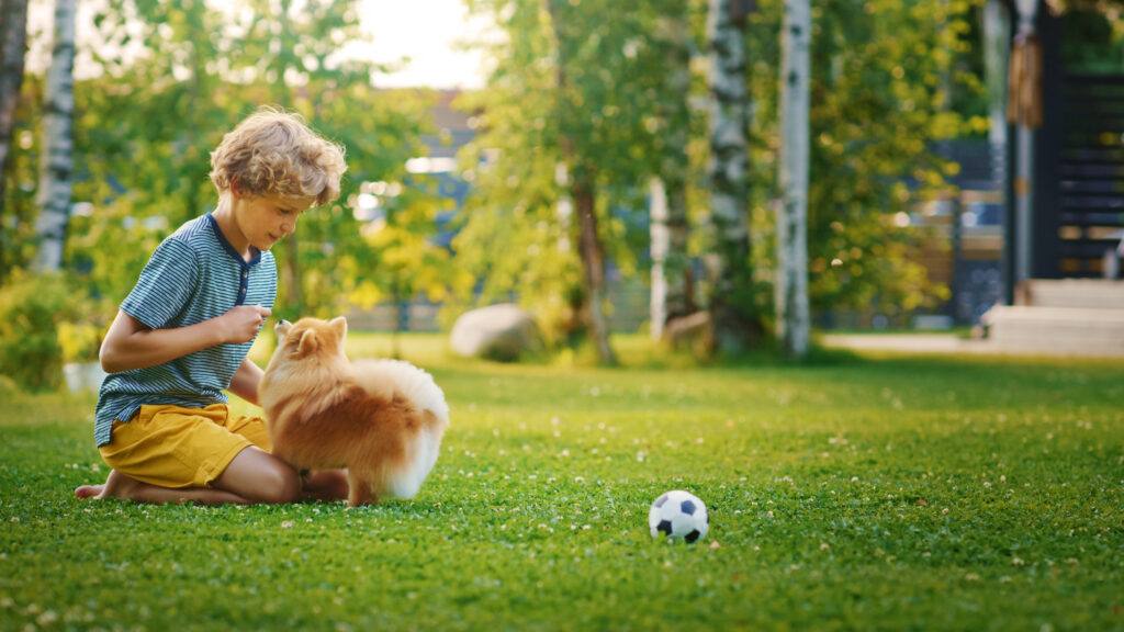 A young boy and his dog are enjoying playtime on a pet-friendly artificial lawn in Las Vegas, NV